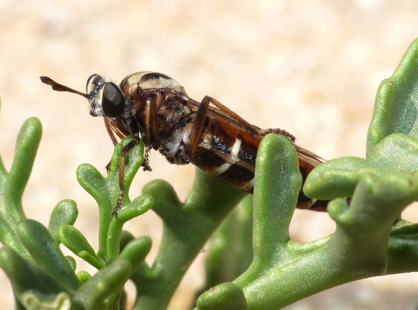Dittero strano: Leptomydas sardous M e F (Mydidae)